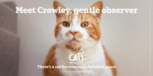 Cats Protection poster featuring Crowley, a ginger and white cat, looking calmly at the camera.