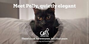 Cats Protection poster featuring Polly, a black cat sitting in a cosy grey cat bed.