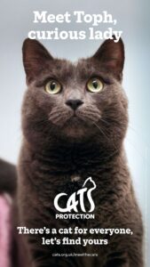 Poster featuring Toph, a dark grey cat, with Cats Protection adoption messaging.