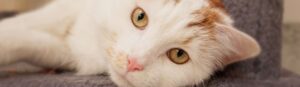 Close-up of a white and ginger cat lying down and looking at the camera.